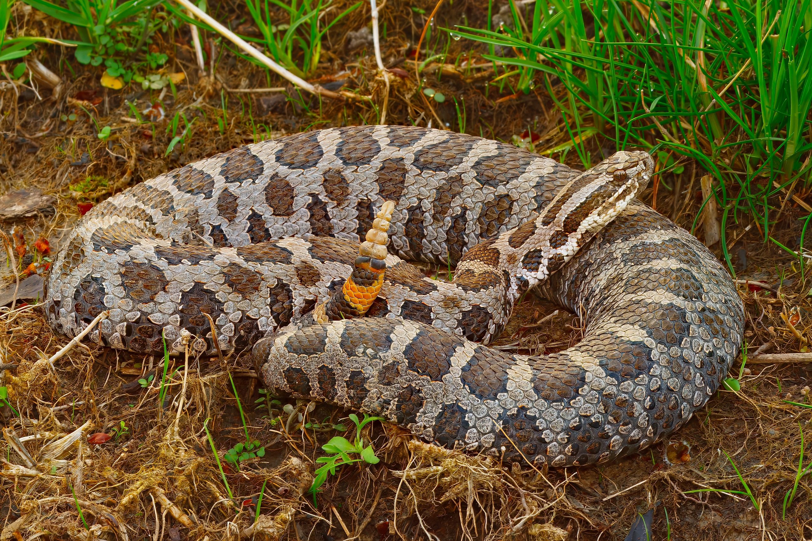 An eastern massasauga (Sistrurus catenatus)
