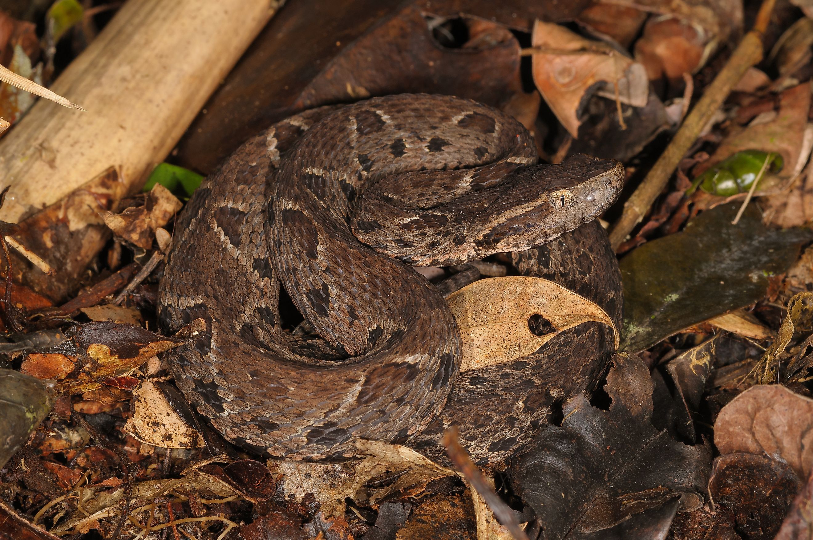 A jararacussu (Bothrops jararacussu)