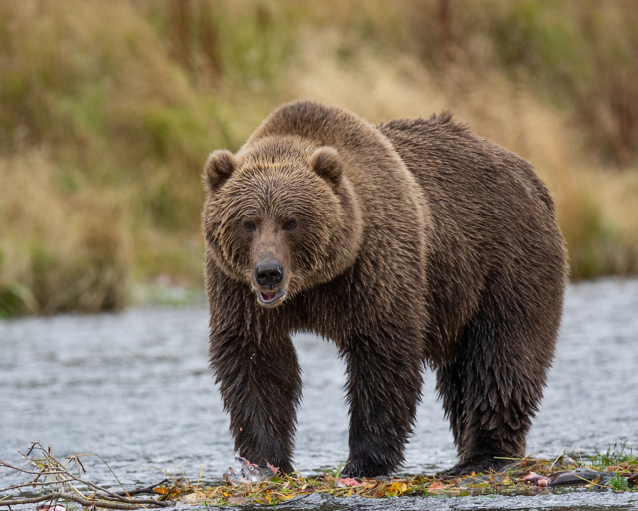 Kodiak Brown bear on Kodiak Island, Alaska. 