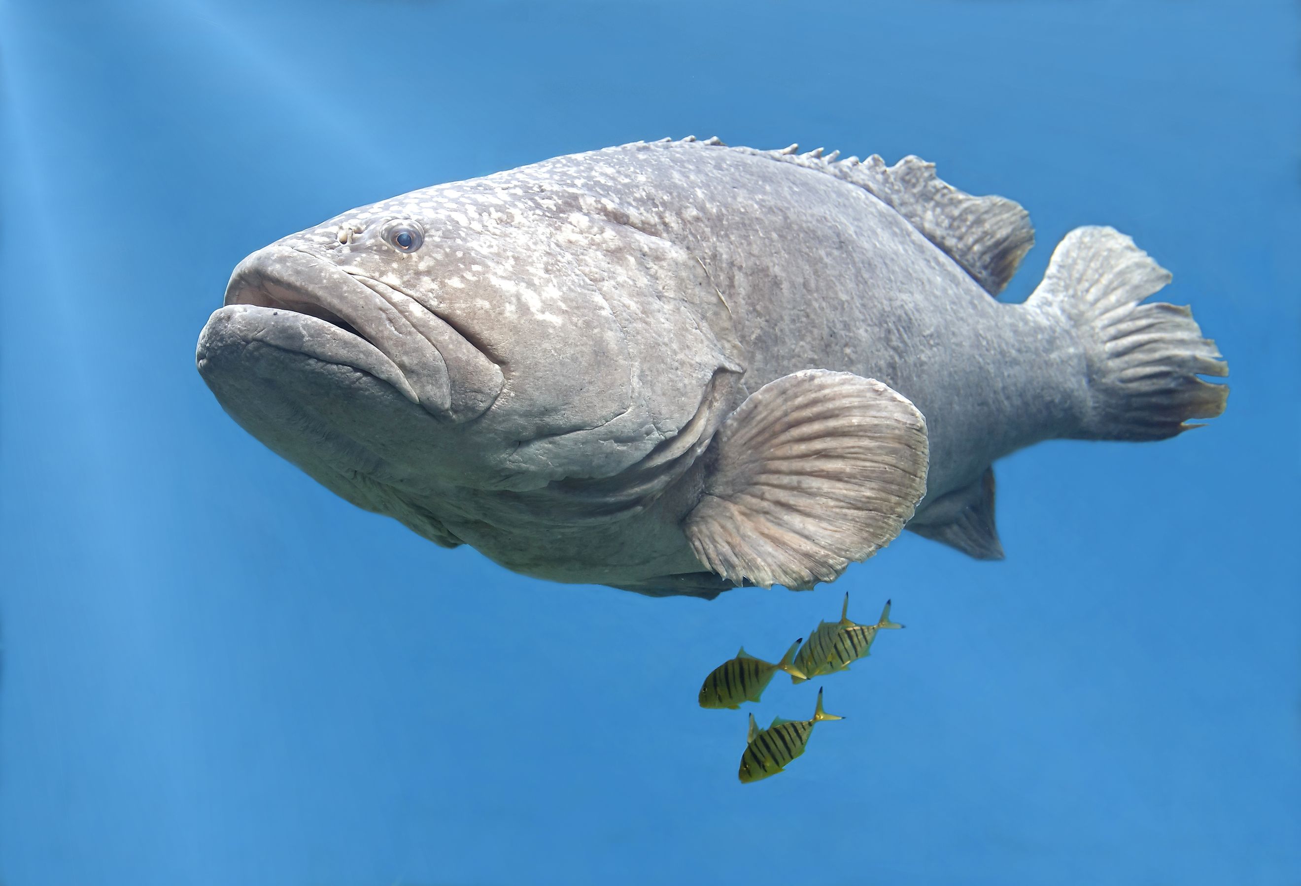 A goliath grouper (Epinephelus itajara)