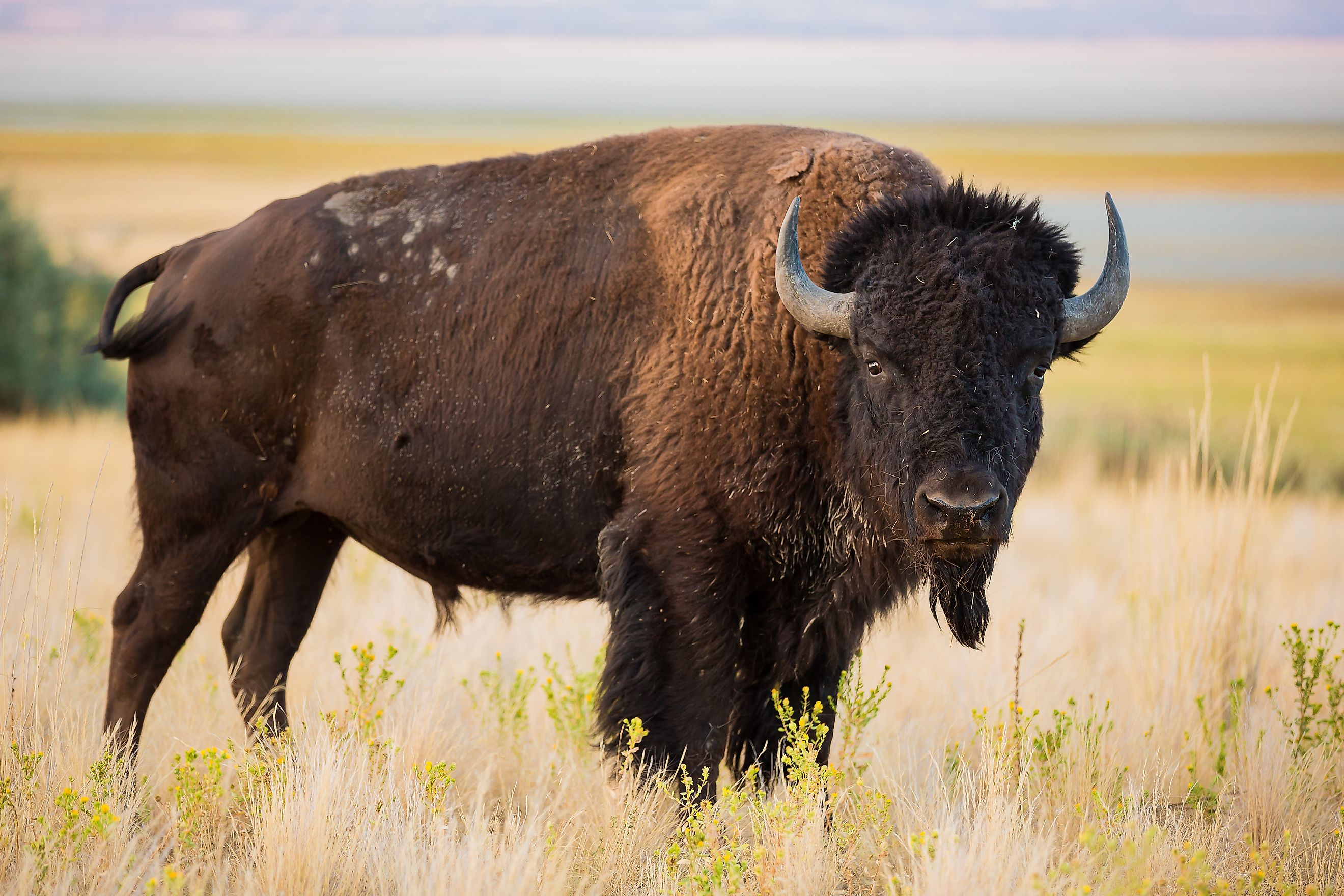 American Bison. 