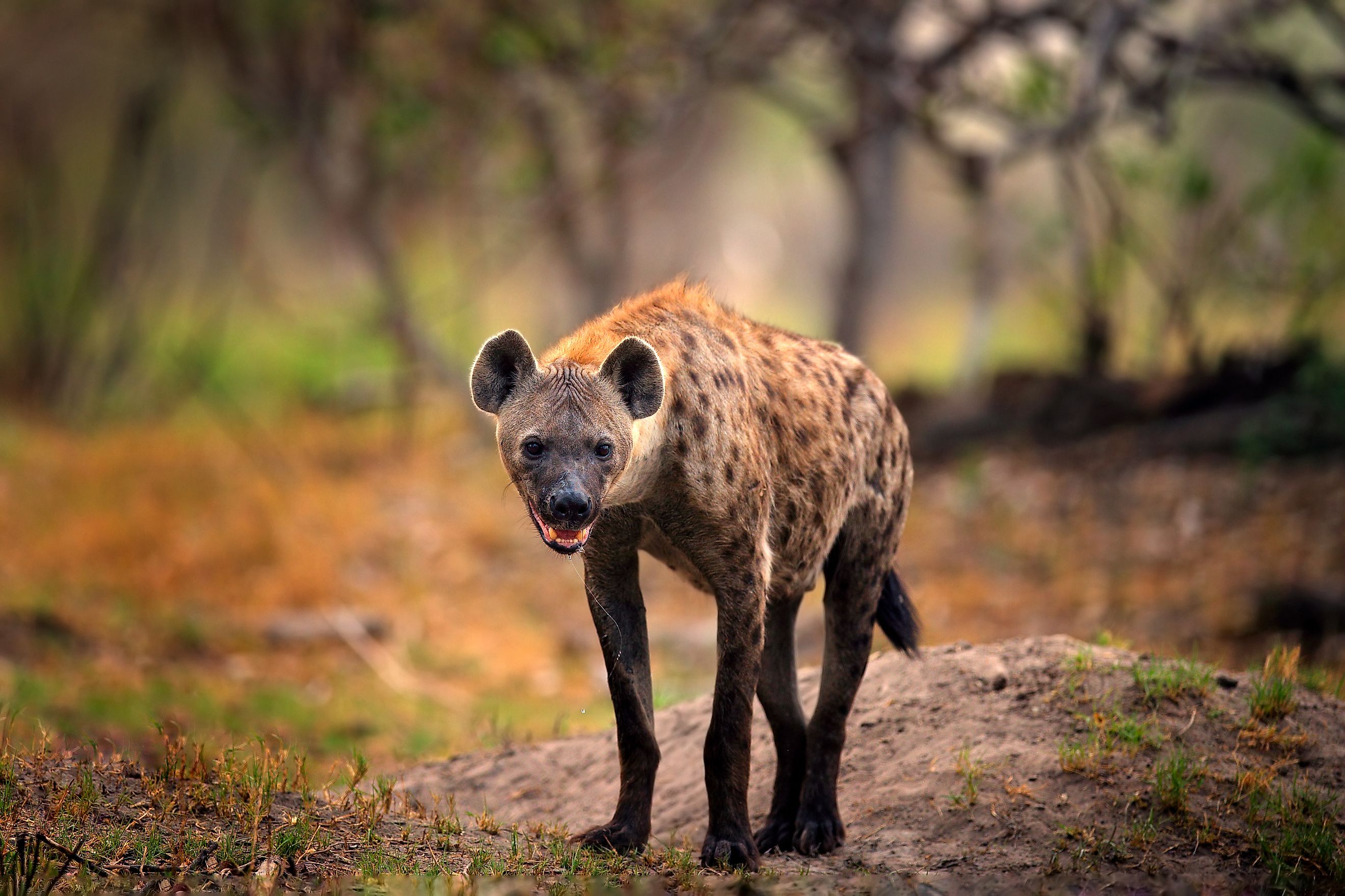 Spotted hyena (Crocuta crocuta) Credit: Ondrej Prosicky via Shutterstock