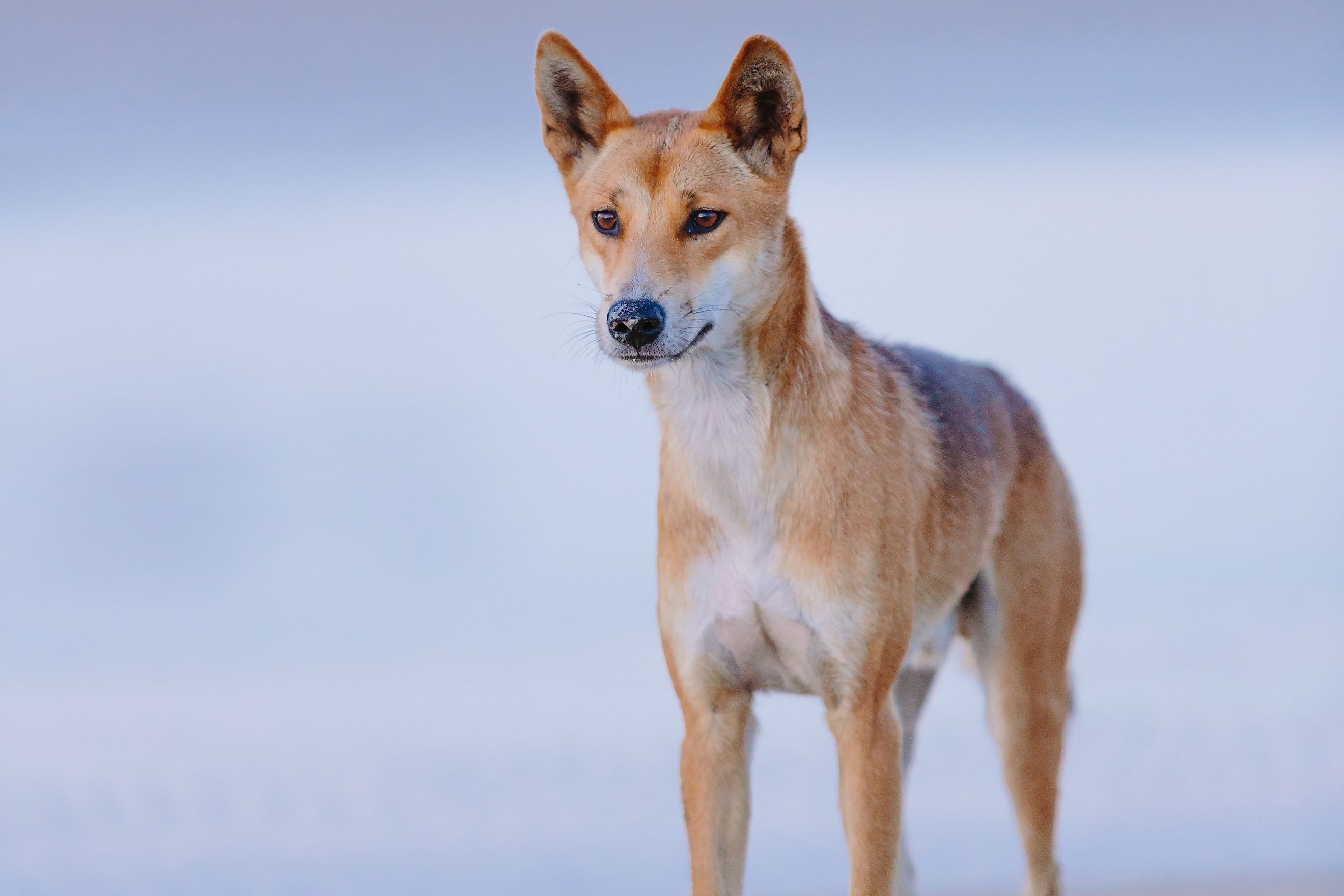 A dingo (Canis familiaris)