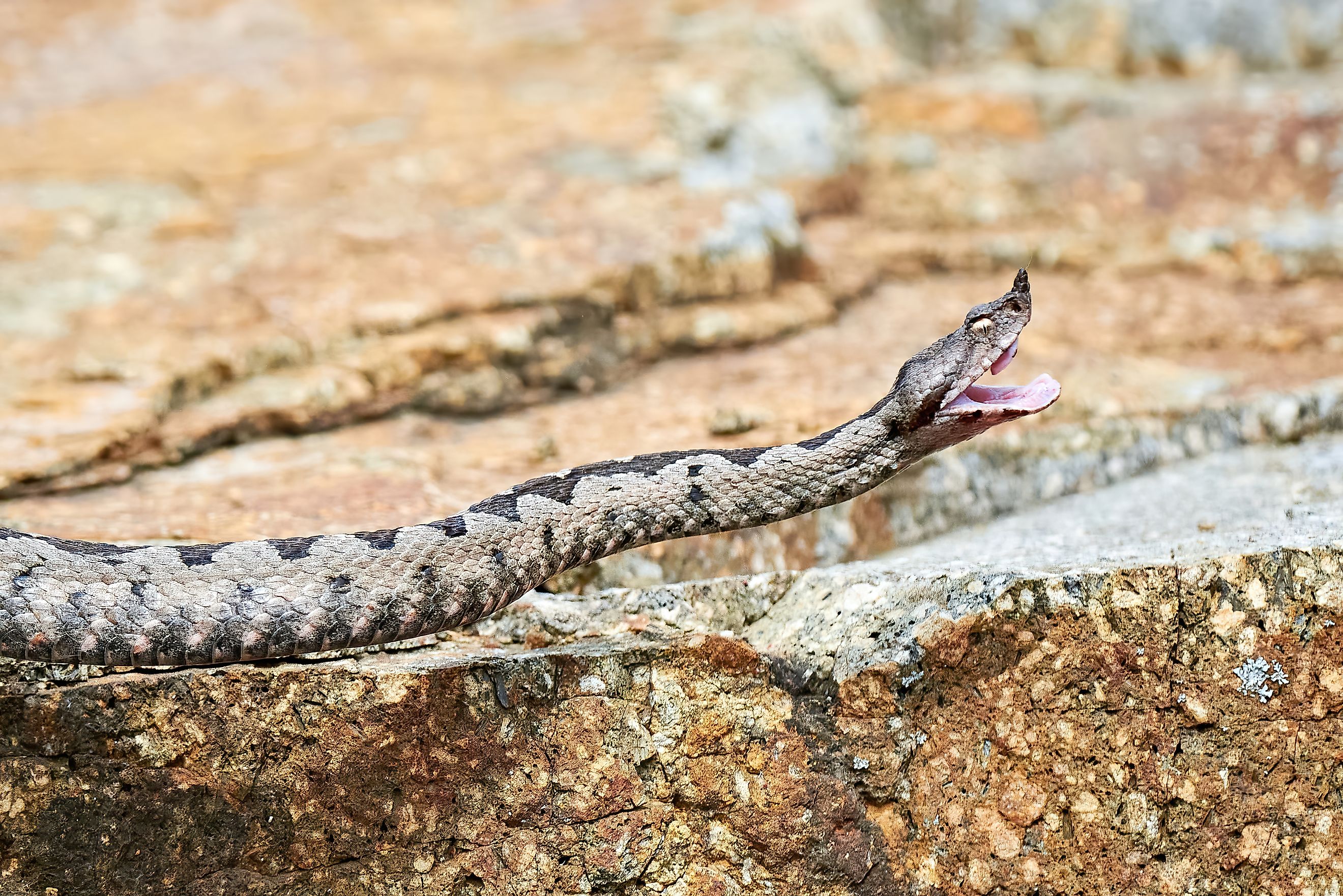 A nose-horned viper (Vipera ammodytes)