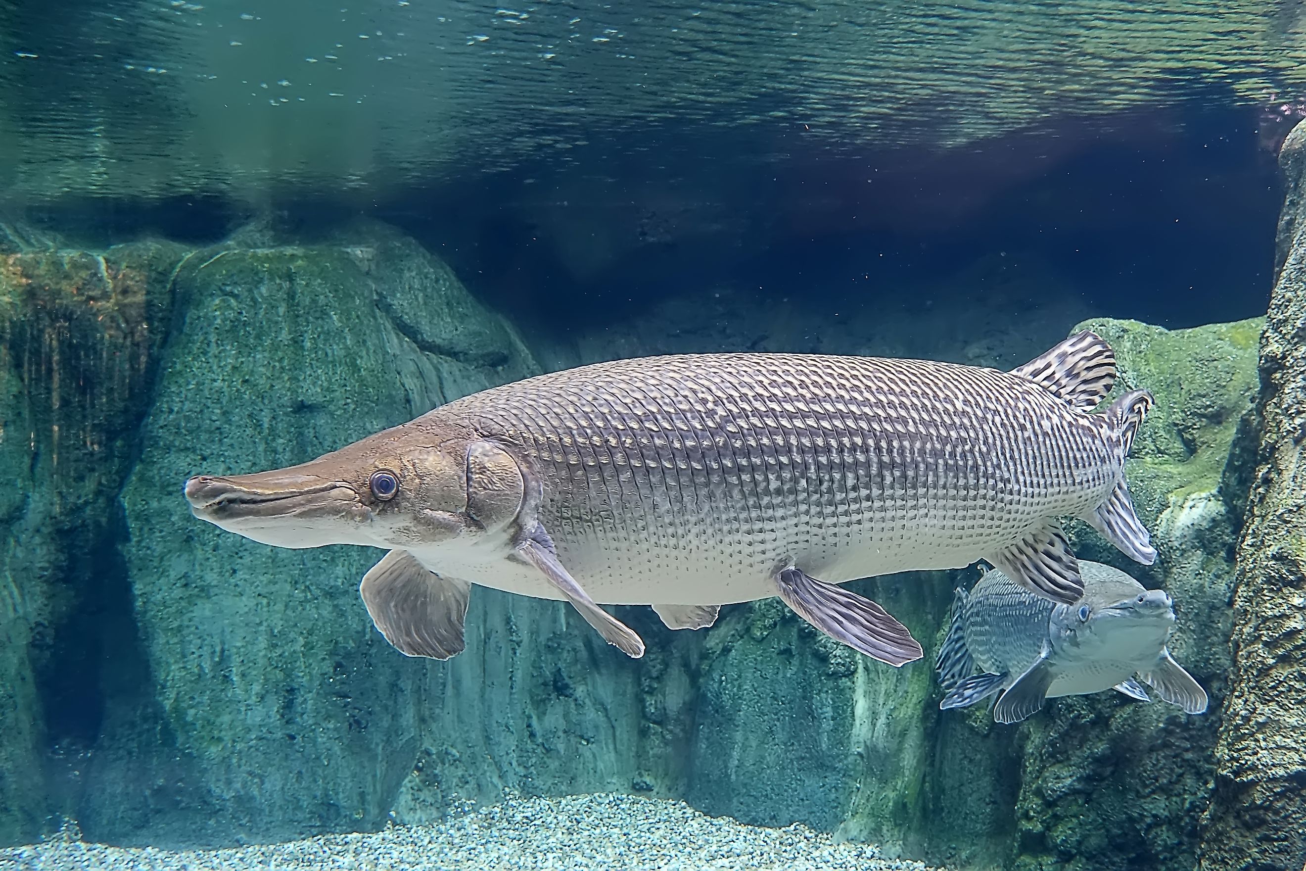 An alligator gar (Atractosteus spatula)