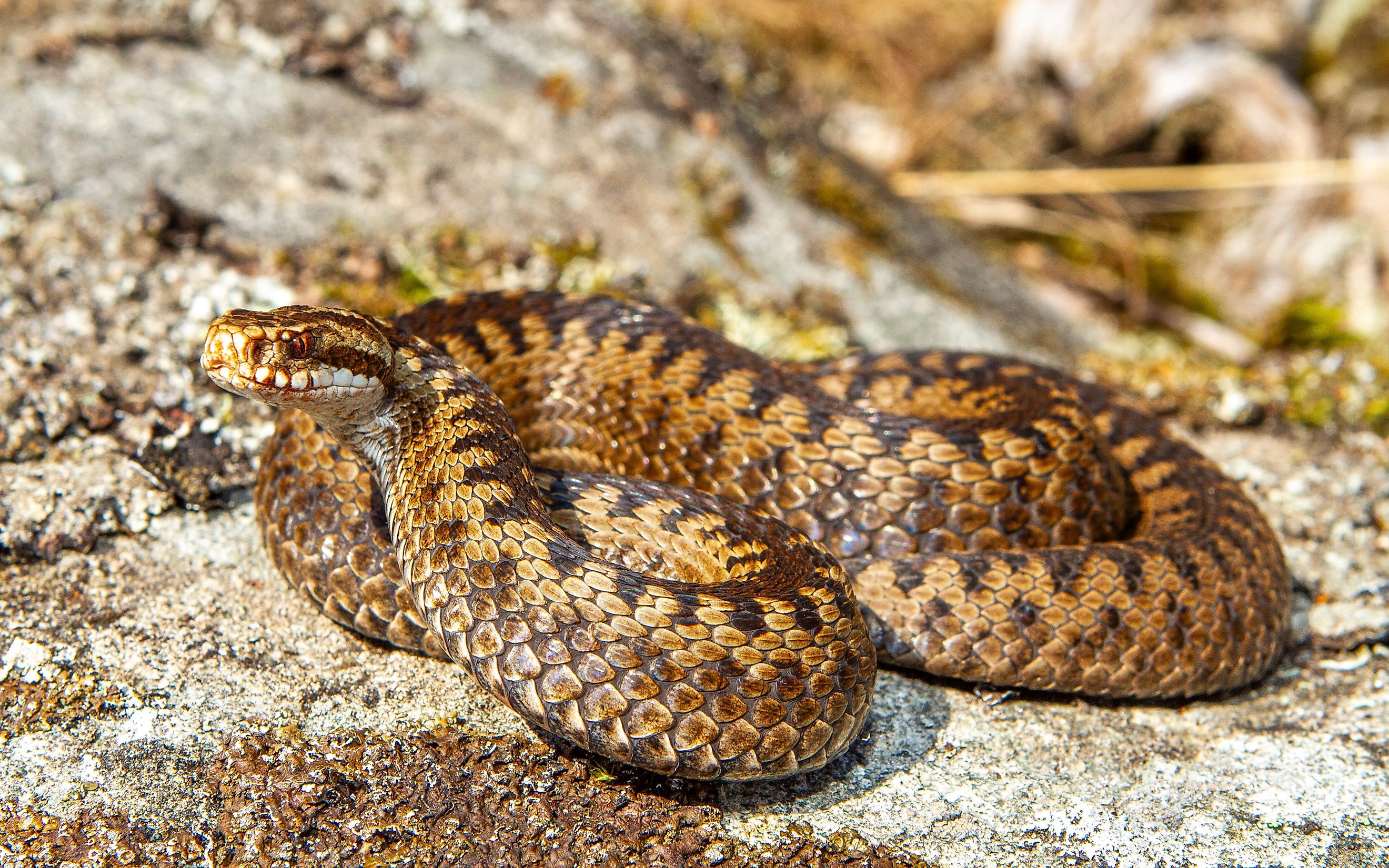 A European adder (Vipera berus)