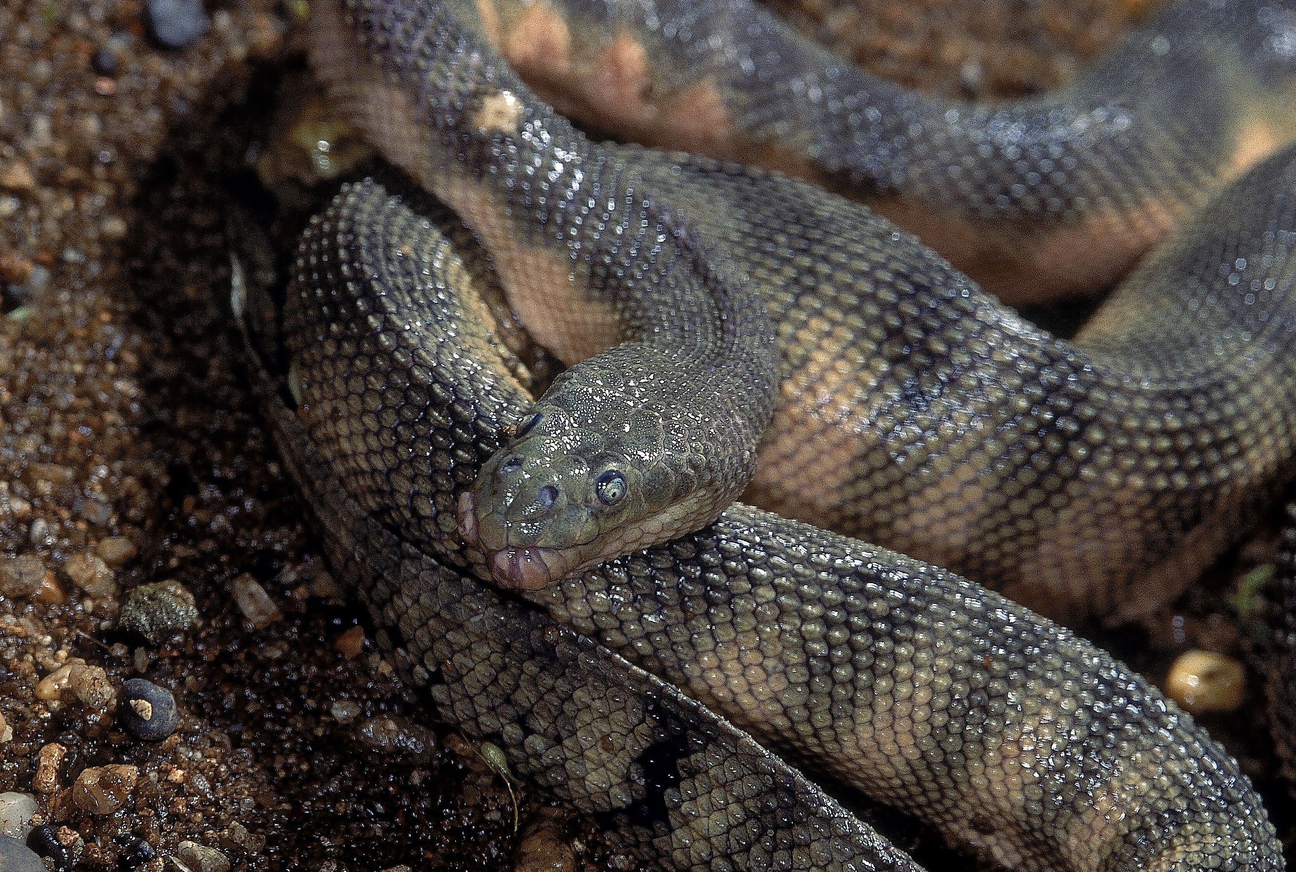 A close-up of a beaked sea snake shows the hooked snout and textured scales that give the species its distinctive profile.