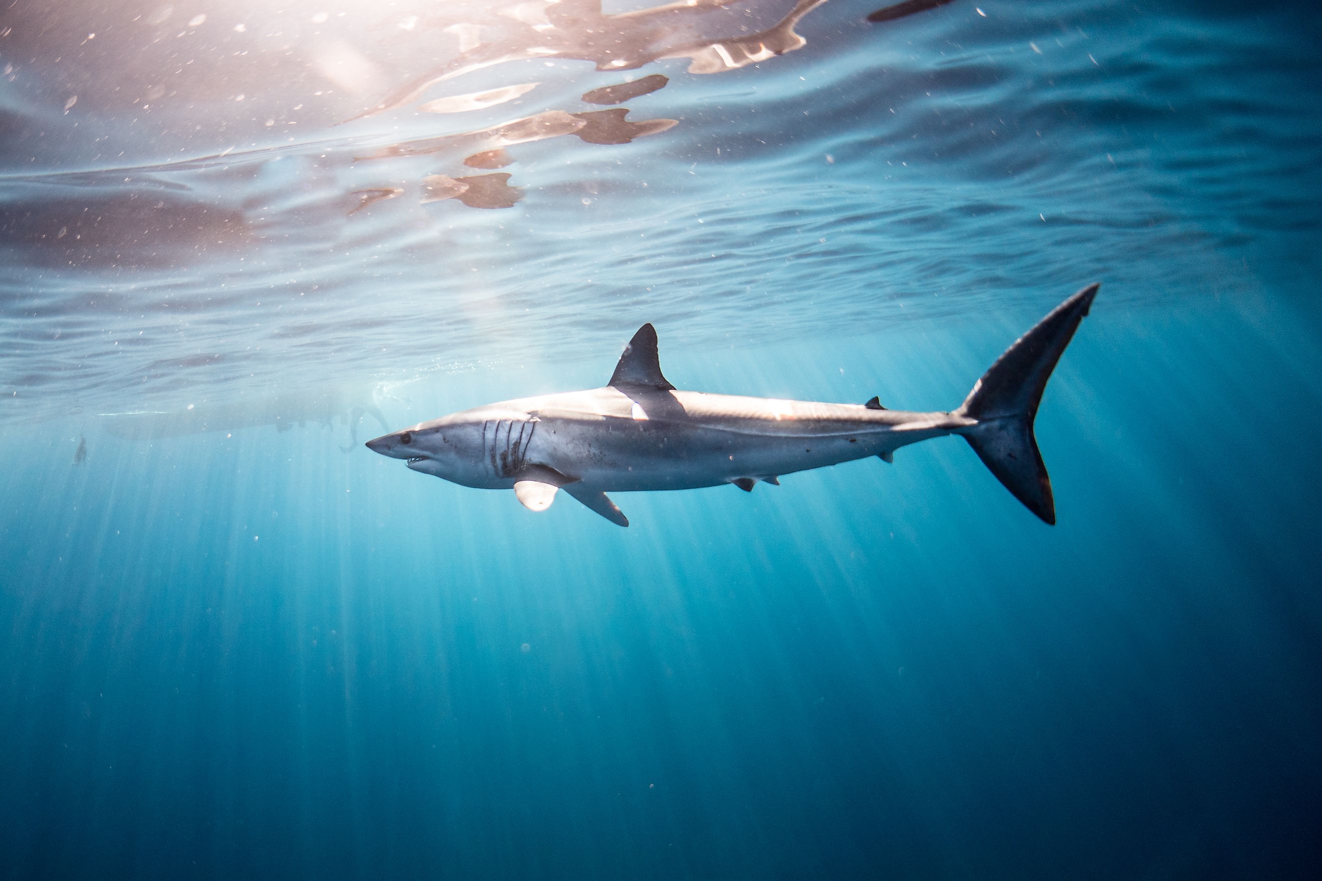 Diving with a Mako Shark. 