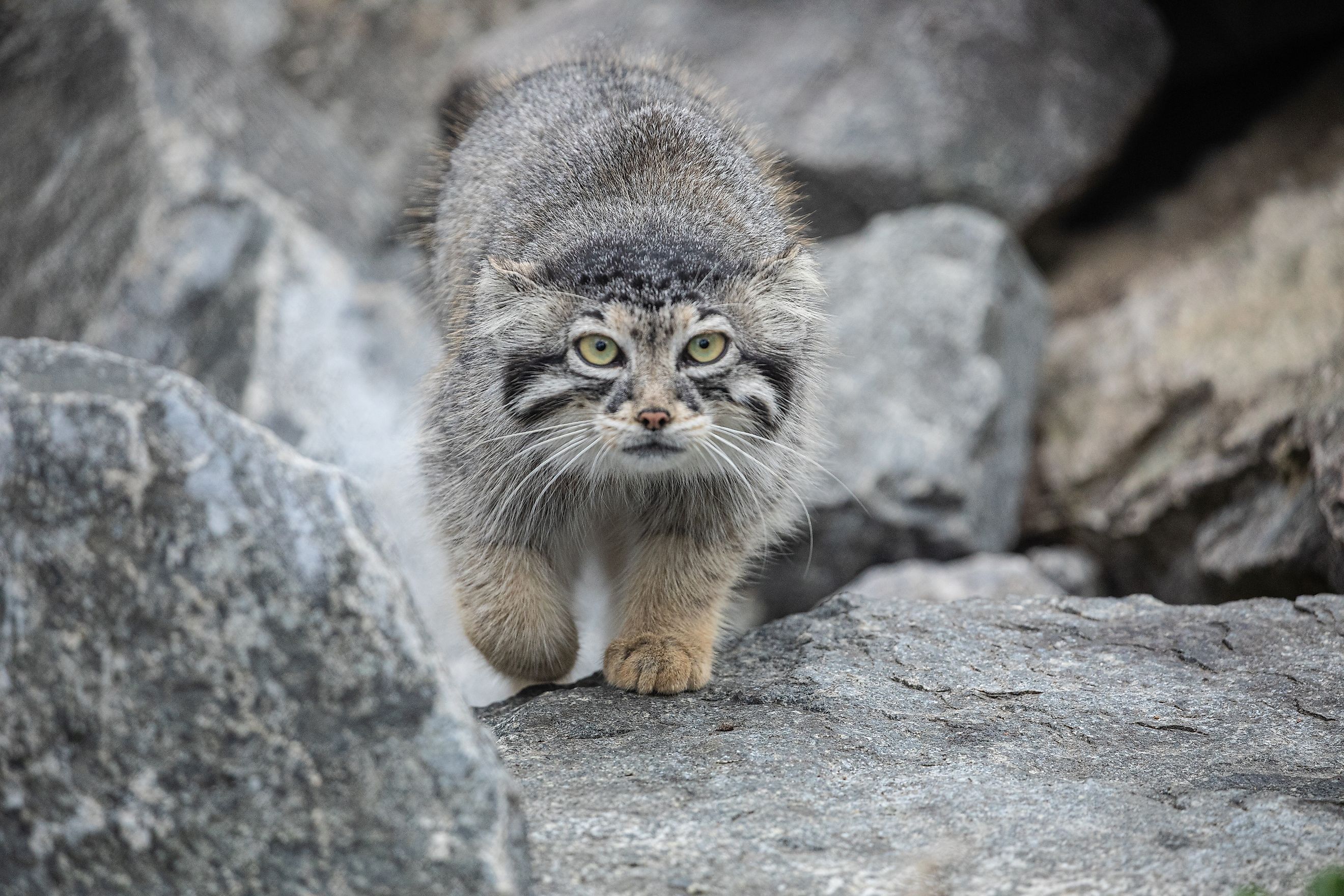 A Pallas's cat (Otocolobus manul)