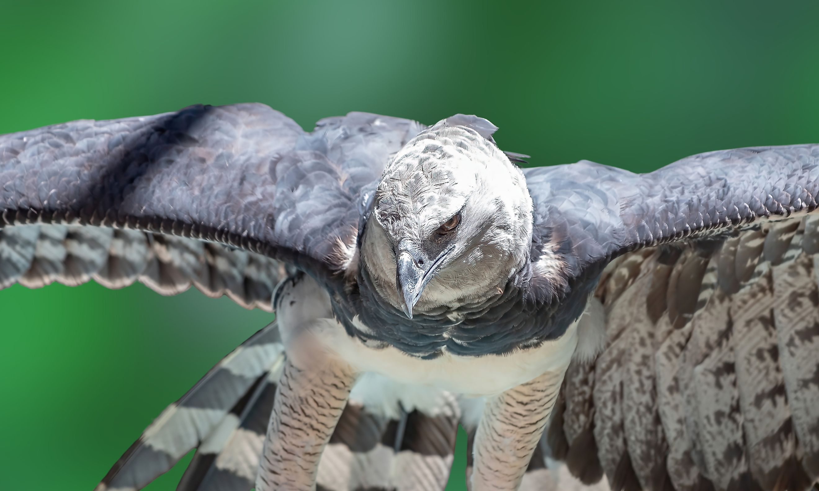 A harpy eagle (Harpia harpyja)