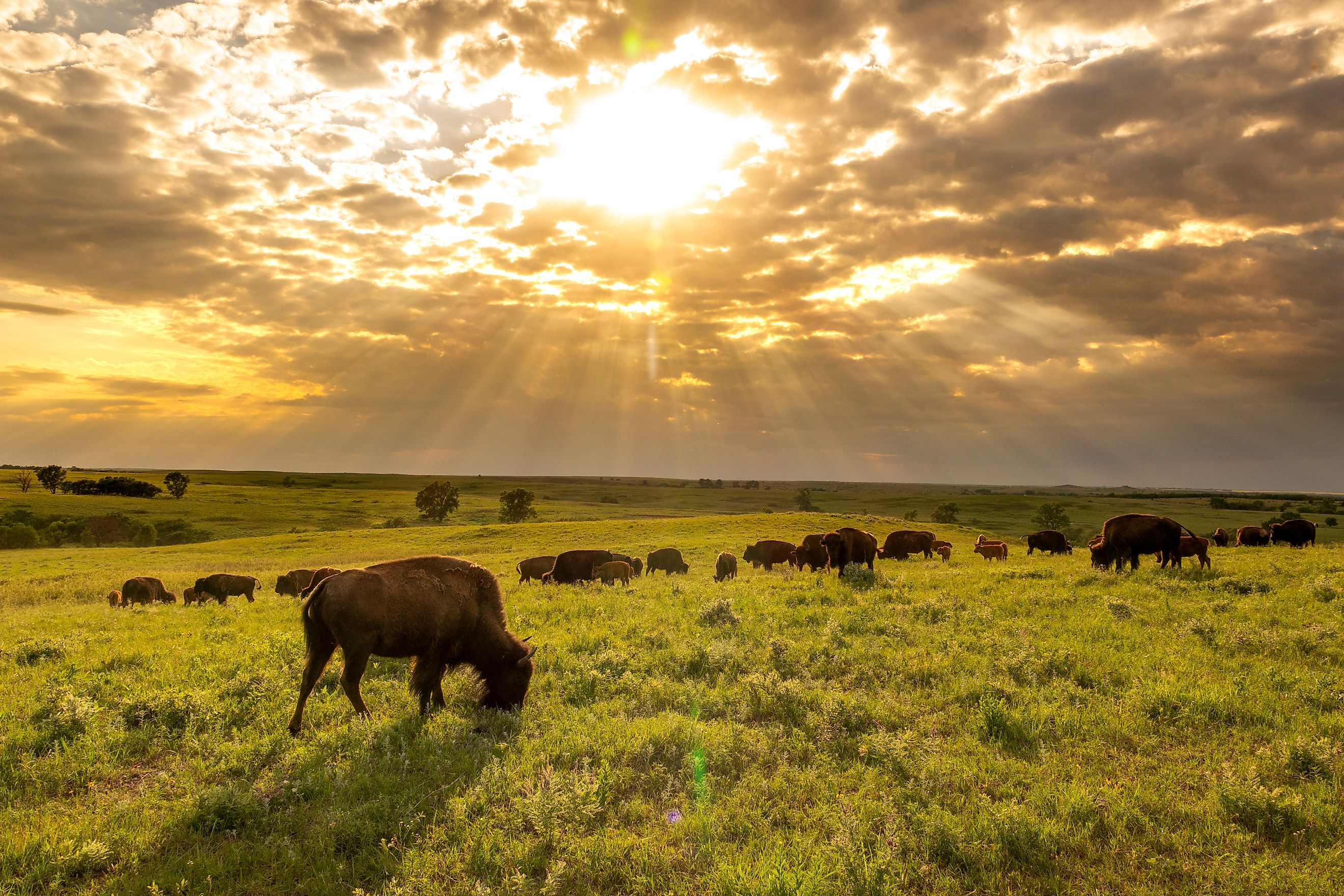 A herd of bison