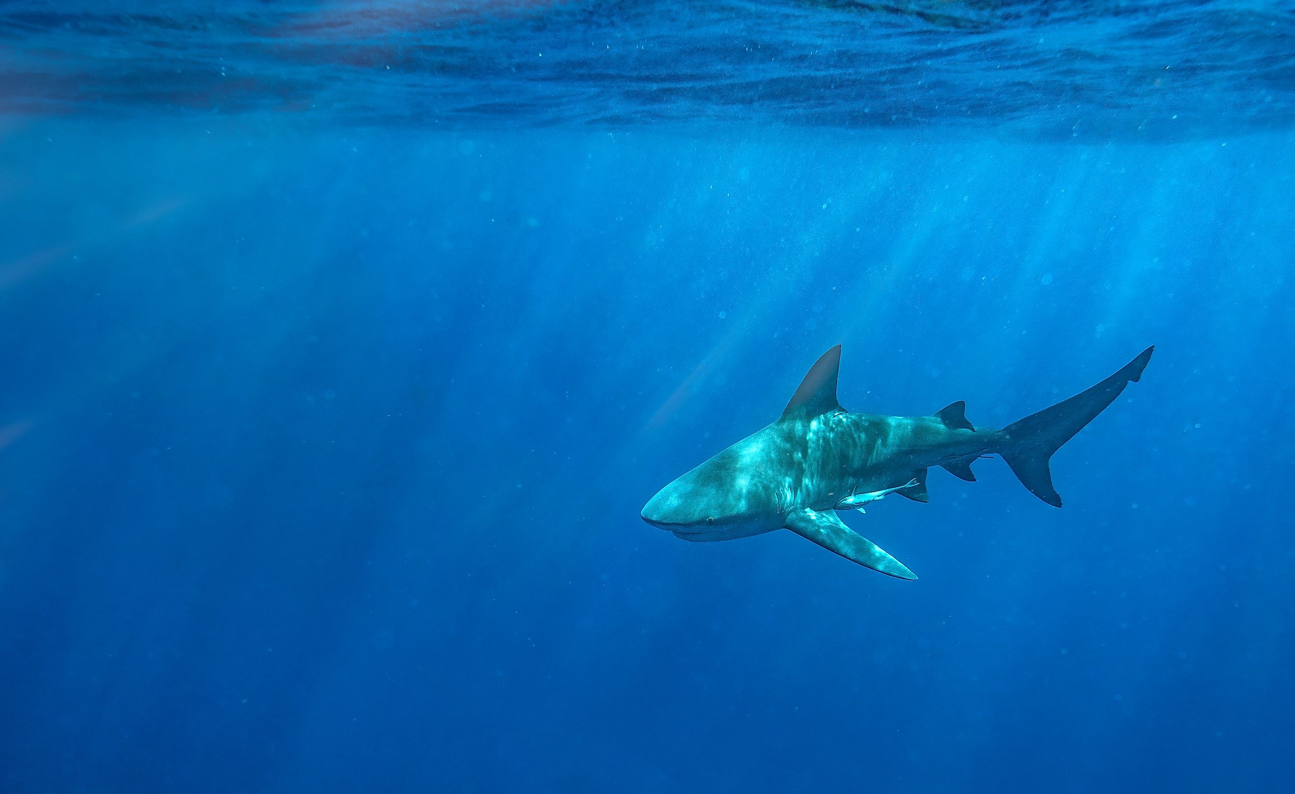 A bull shark off the coast of Florida. Credit: Harry Collins Photography / Shutterstock